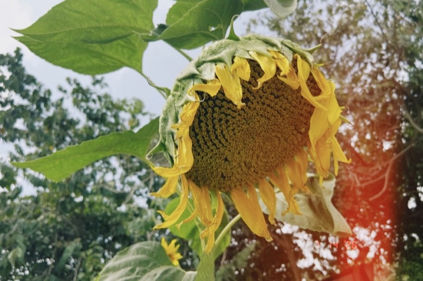 Un tournesol au bord de la route