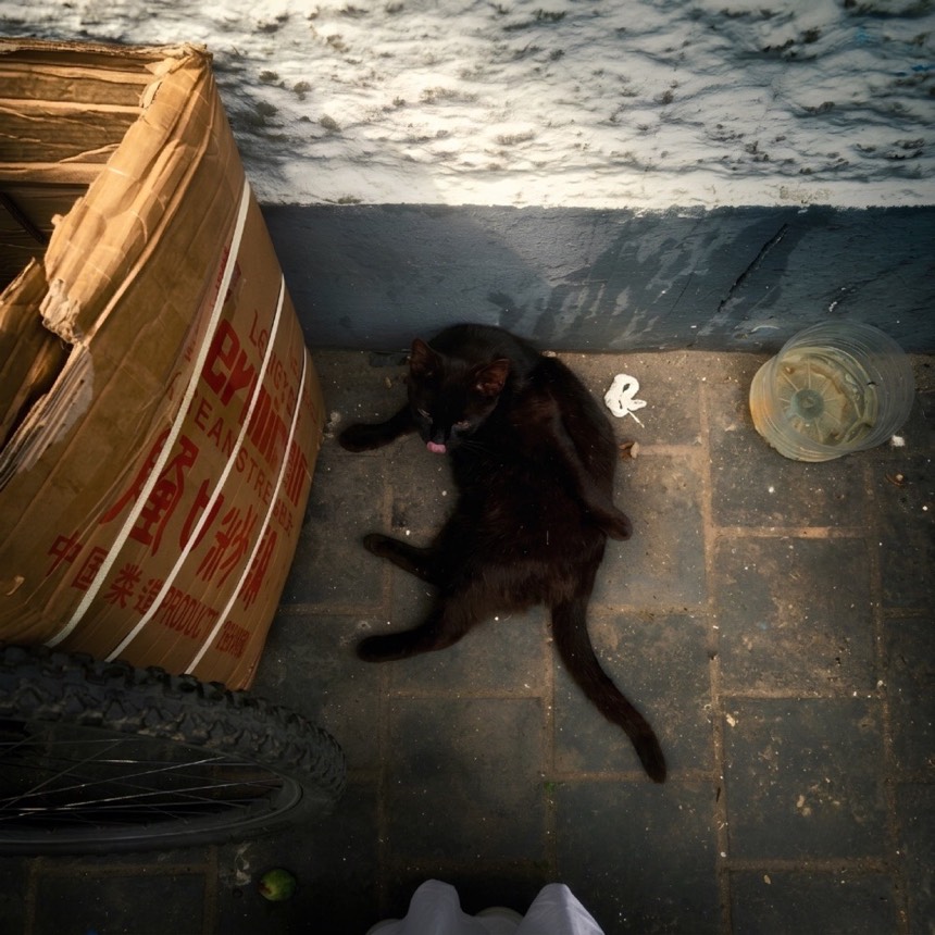 Un chat noir dans une ruelle d'Essaouira